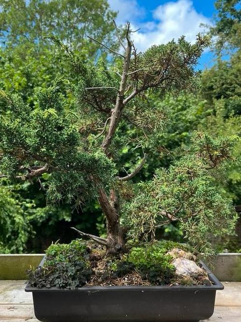 Juniperus Bonsai, Tuin en Terras, Planten | Bomen, Overige soorten, Minder dan 100 cm, Ophalen
