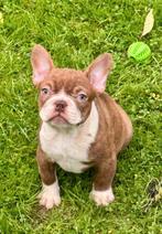 Franse bulldog pups, België, Rabiës (hondsdolheid), 8 tot 15 weken, Bulldog