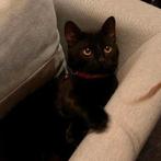 Lieve zwarte kat, Dieren en Toebehoren, Katten en Kittens | Raskatten | Korthaar, Kater, 0 tot 2 jaar