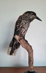 Opgezette Notenkraker Taxidermie, Ophalen of Verzenden, Gebruikt, Opgezet dier