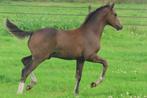 Stoer aansprekend hengstveulen uit top dressuurstam, Dieren en Toebehoren, Paarden, Niet van toepassing, Dressuurpaard, 0 tot 2 jaar