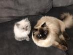 3 Prachtige Kittens – Klaar Voor Hun Nieuwe Familie!, Dieren en Toebehoren, Katten en Kittens | Raskatten | Langhaar, Meerdere dieren