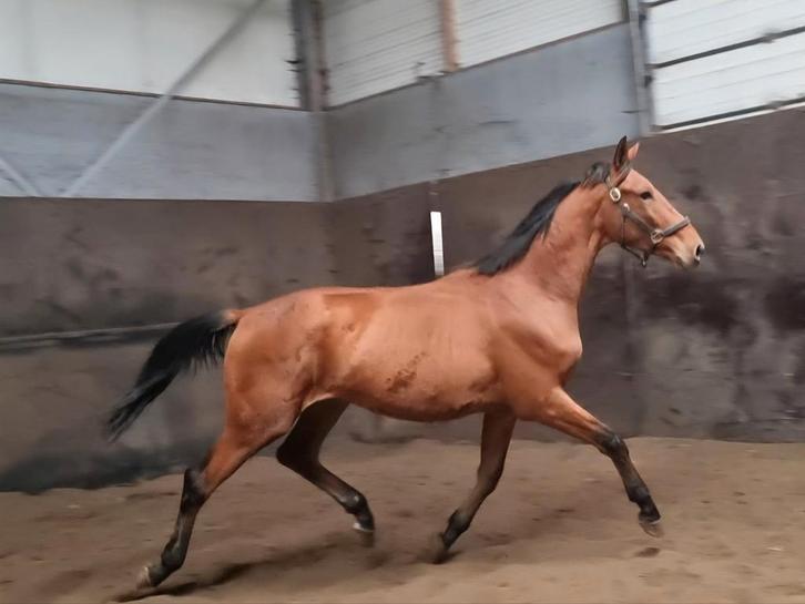 Leuke 2,5 jarige hengst, Dieren en Toebehoren, Paarden, Ruin, Onbeleerd, 165 tot 170 cm, 3 tot 6 jaar, Springpaard, Met stamboom