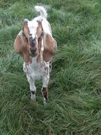 Jonge nubische bok, Dieren en Toebehoren, Schapen, Geiten en Varkens, Mannelijk, Geit