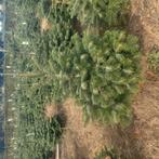 Noordmannen  1.00 1.25 potgedrukt, Tuin en Terras, Bloempotten, Ophalen of Verzenden