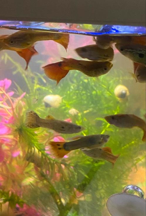 Jonge mannenguppen, Dieren en Toebehoren, Vissen | Aquariumvissen, Vis