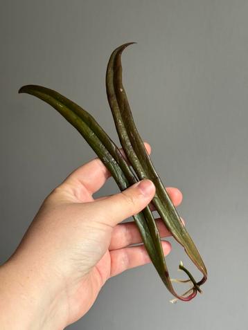 Hoya sulawesiana beschikbaar voor biedingen