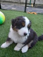 Australische herder, Dieren en Toebehoren, België, Particulier, 8 tot 15 weken, Teef