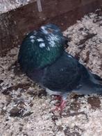 Kroppers tilduiven Haagse Spaans, Vrouwelijk