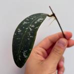Geworteld Hoya Rintzii Borneo Stekje [2], Ophalen of Verzenden