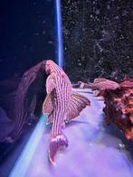 Algeneters vele soorten , eigen import, bijzondere soorten, Vis, Zoetwatervis