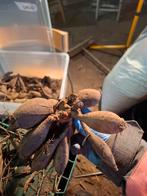 Dahlia knollen Stratos, Ophalen of Verzenden, Voorjaar, Volle zon, Knol