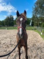 D pony jaarling hengsten v. Happy vd Pondarosahoeve, Dieren en Toebehoren, Pony's, Dressuurpony, 0 tot 2 jaar, Hengst, Onbeleerd