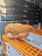 Orpington Buff Kriel, Dieren en Toebehoren, Pluimvee, Vrouwelijk, Kip