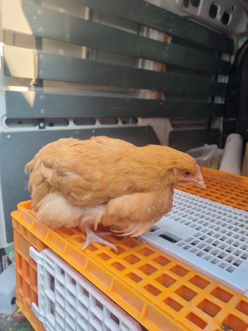 Orpington Buff Kriel, Dieren en Toebehoren, Pluimvee, Kip, Vrouwelijk