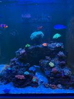 Levende have - koralen - zee aquarium vissen, Dieren en Toebehoren, Vissen | Aquariumvissen, Vis, Zoutwatervis