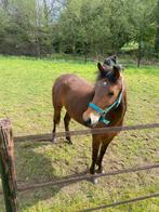 Mooie D pony merrie (2jaar), Dieren en Toebehoren, Pony's, Merrie, 0 tot 2 jaar, Recreatiepony