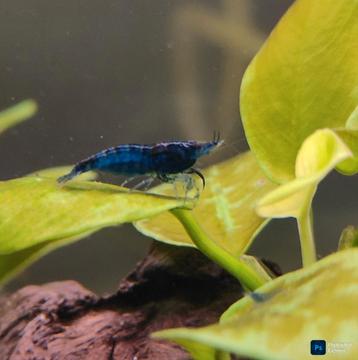 Neocaridina Blue Dream garnalen, blauwe garnalen beschikbaar voor biedingen