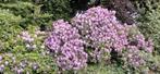 Een mooie grote Rhododendron, kleur paars, Vaste plant, Halfschaduw, Lente, Ophalen