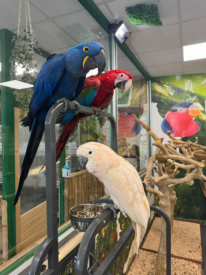 Jonge groenvleugel ara incl. Dna en getest, Dieren en Toebehoren, Vogels | Parkieten en Papegaaien, Papegaai, Meerdere dieren