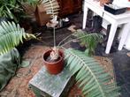 cycas soort, Minder dan 100 cm, Overige soorten, Ophalen of Verzenden