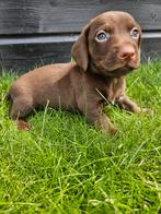 De allermooiste Dwergteckel pups❣️ ❣️❣️, Nederland, CDV (hondenziekte), 8 tot 15 weken, Korthaar