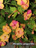 Mirabilis jalapa zaden, Tuin en Terras, Ophalen of Verzenden