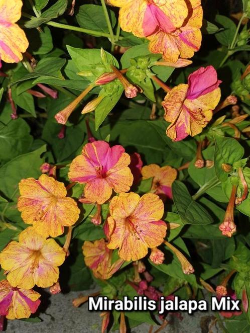 Mirabilis jalapa zaden, Tuin en Terras, Bloembollen en Zaden, Ophalen of Verzenden