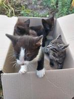 kittens geboren 7 juni 2025, Dieren en Toebehoren, Katten en Kittens | Overige Katten, Geslacht onbekend, Kortharig, 0 tot 2 jaar