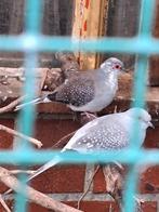 Mooi stelletje diamantduiven, Dieren en Toebehoren, Vogels | Duiven, Meerdere dieren