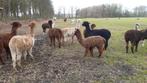 Alpaca merries  en dekhengsten, Meerdere dieren