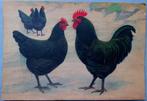 ~1900 Zwarte kippen, aquarel, Antiek en Kunst, Kunst | Schilderijen | Klassiek, Ophalen of Verzenden