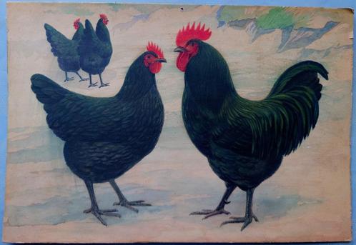 ~1900 Zwarte kippen, aquarel, Antiek en Kunst, Kunst | Schilderijen | Klassiek, Ophalen of Verzenden