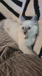 Ragdoll kittens bleu points  Mogen hun nestje verlaten!, Meerdere dieren, Gechipt, 0 tot 2 jaar