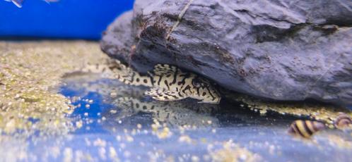 Verschillende soorten L-nummers!, Dieren en Toebehoren, Vissen | Aquariumvissen, Zoetwatervis, Vis