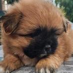 Puppy, Dieren en Toebehoren, Honden | Chihuahua's en Gezelschapshonden, 8 tot 15 weken, Meerdere, Nederland, Particulier