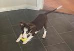 Hele mooie FRIESE STABIJ x BORDER COLLIE pup - reutje, Dieren en Toebehoren, Nederland, Reu, CDV (hondenziekte), 8 tot 15 weken