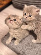 Briese korthaar kittens te koop, Dieren en Toebehoren, Meerdere dieren, Ontwormd