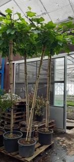 Dakplatanen in pot, Halfschaduw, Dakboom, 250 tot 400 cm, Ophalen