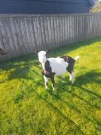 Te koop bonte geit, Dieren en Toebehoren, Schapen, Geiten en Varkens, Vrouwelijk, Geit