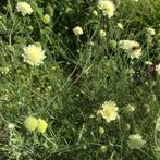 Vaste plant, Scabiosa, Tuin en Terras, Ophalen, Bodembedekkers, Volle zon, Vaste plant