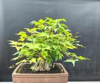 Bonsai, pre bonsai, startplanten, jitta en tafel, In pot, Bloeit niet, Halfschaduw, Minder dan 100 cm