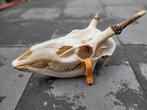 Grote Schedel Edelhert Spitser (1) met onderkaak taxidermie, Verzamelen, Dierenverzamelingen, Ophalen of Verzenden, Nieuw, Hert