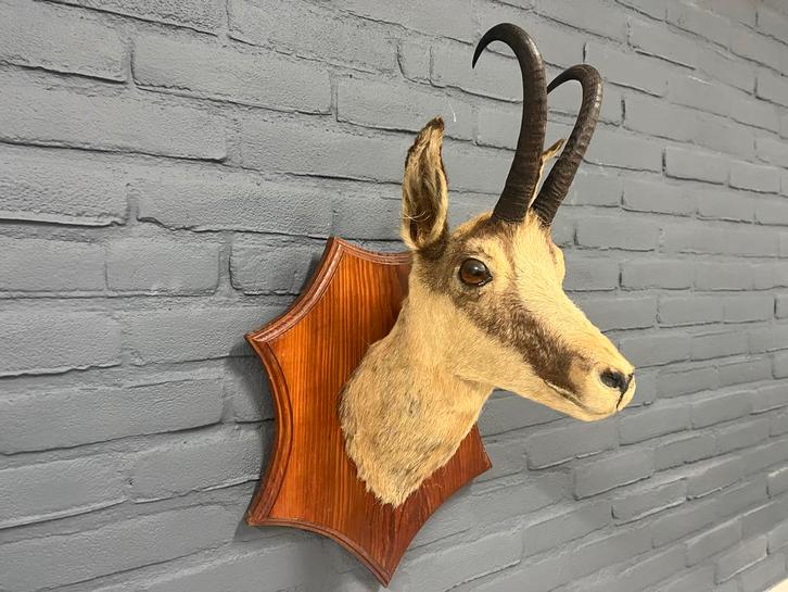 Opgezette Hertenkop op Schild, Huis en Inrichting, Woonaccessoires | Wanddecoraties, Gebruikt, Ophalen of Verzenden