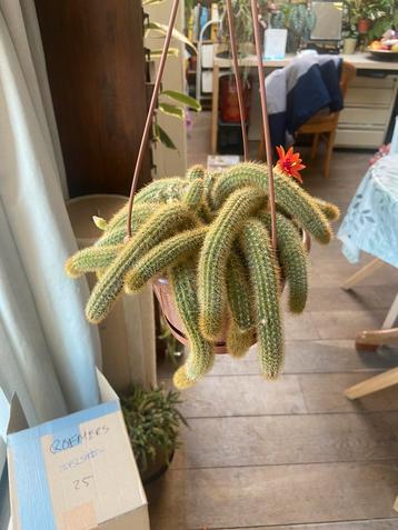 1 Hang cactus Golden rattail in bloei! beschikbaar voor biedingen