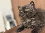 Selkirk rex/britse korthaar kittens, Dieren en Toebehoren, Poes