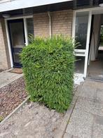 Gratis af te halen, Tuin en Terras, Planten | Struiken en Hagen, Ophalen