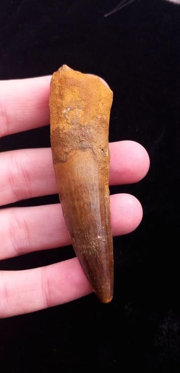 Top Spinosaurus tand uit Marokko dinosaurus fossiel jurassic beschikbaar voor biedingen