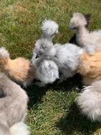 Usa zijdehoen hennen🐥 9wk geent 💯% hen garantie✅🐣, Vrouwelijk, Kip