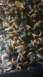 Baby koi 8 tot 10cm, Dieren en Toebehoren, Vissen | Vijvervissen, Karper of Koi